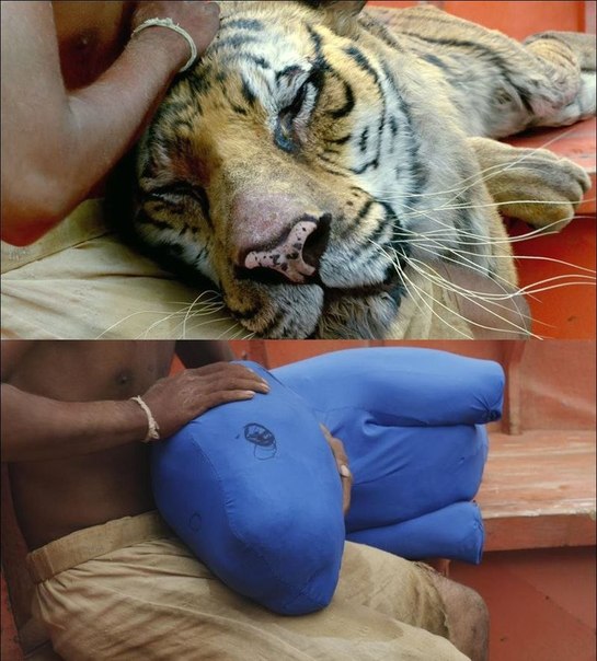 Фото - Жизнь Пи: 545x604 / 75.72 Кб