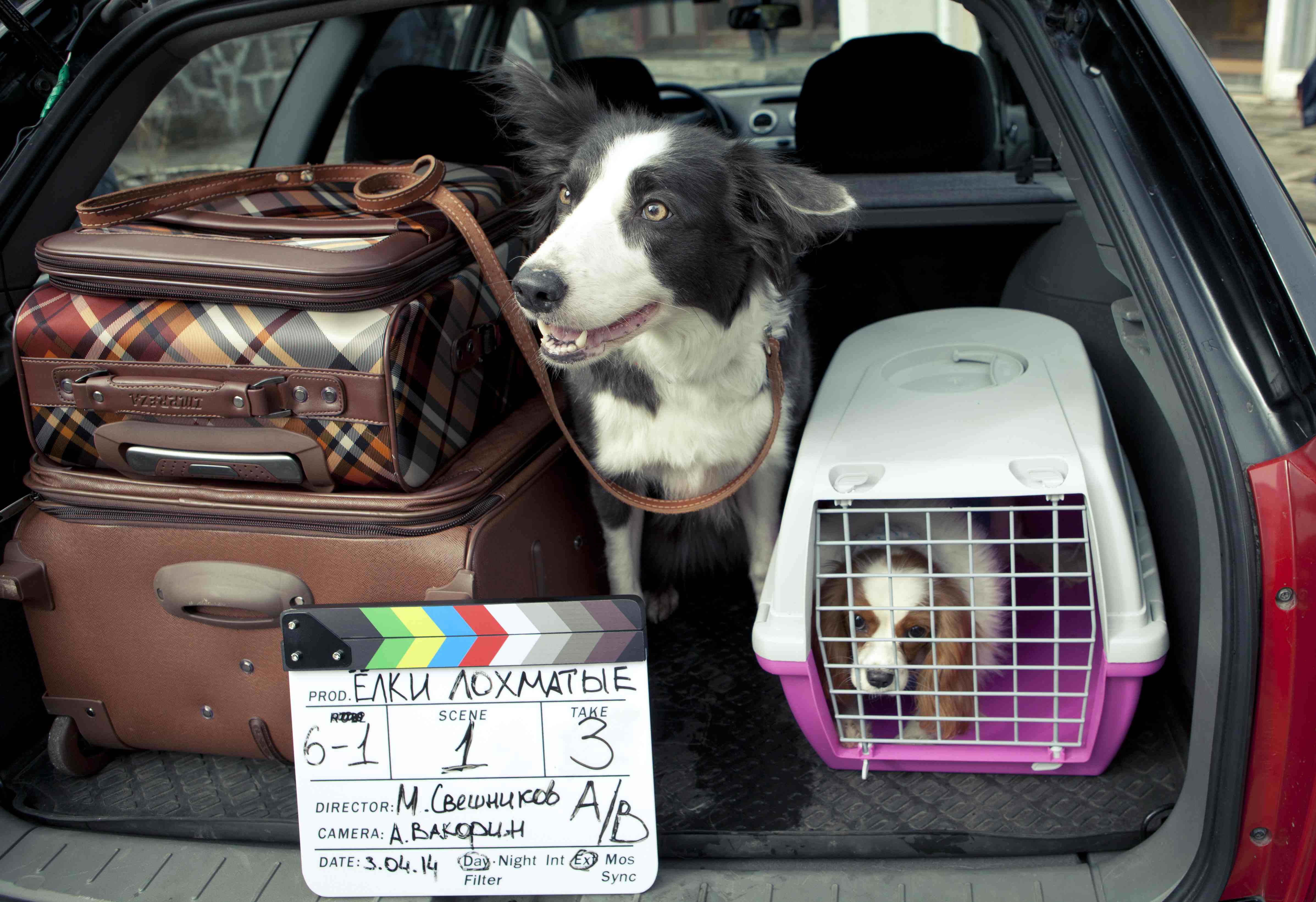 Фото - Елки лохматые: 4789x3282 / 608.99 Кб