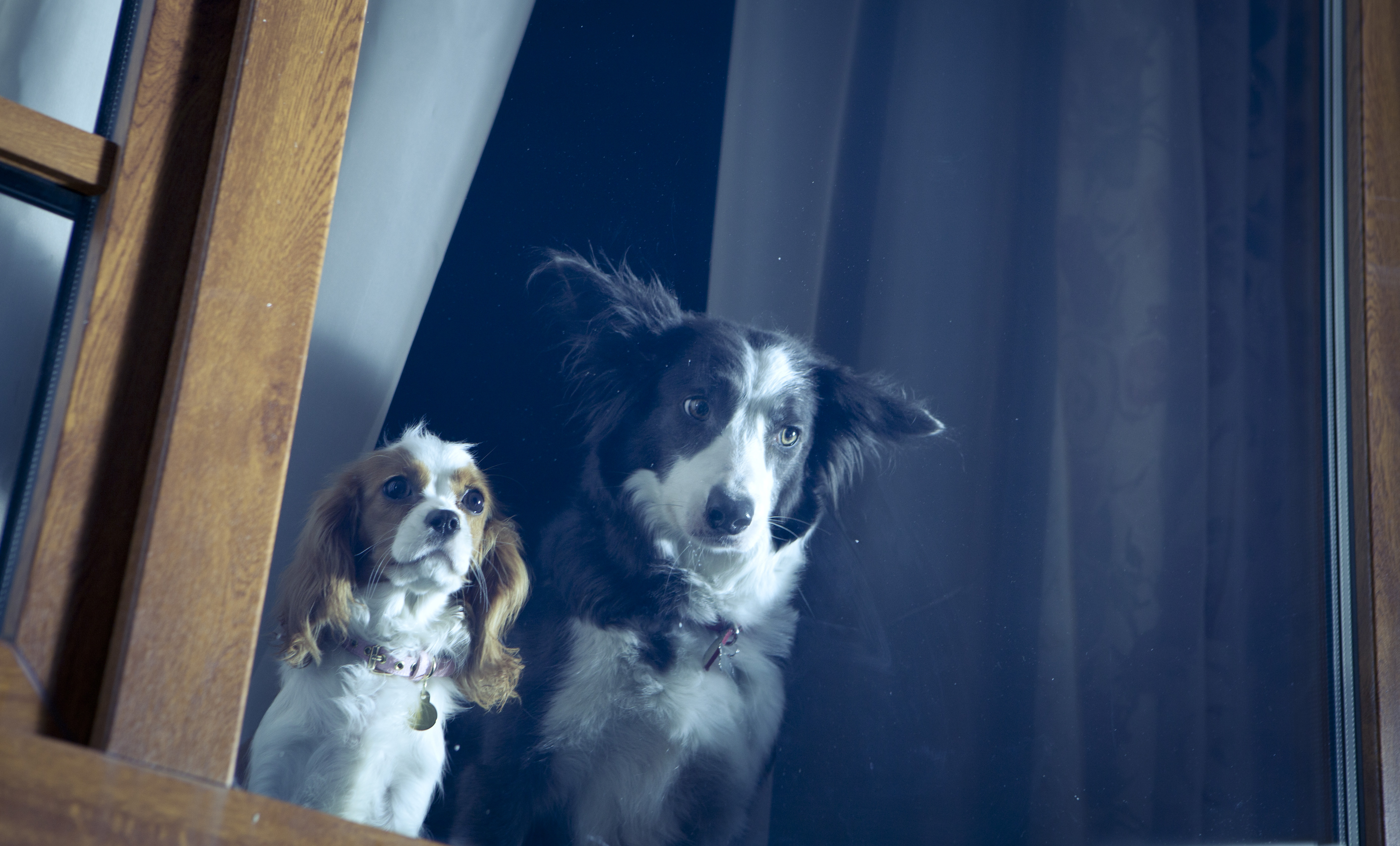 Фото - Елки лохматые: 5550x3354 / 4051.94 Кб