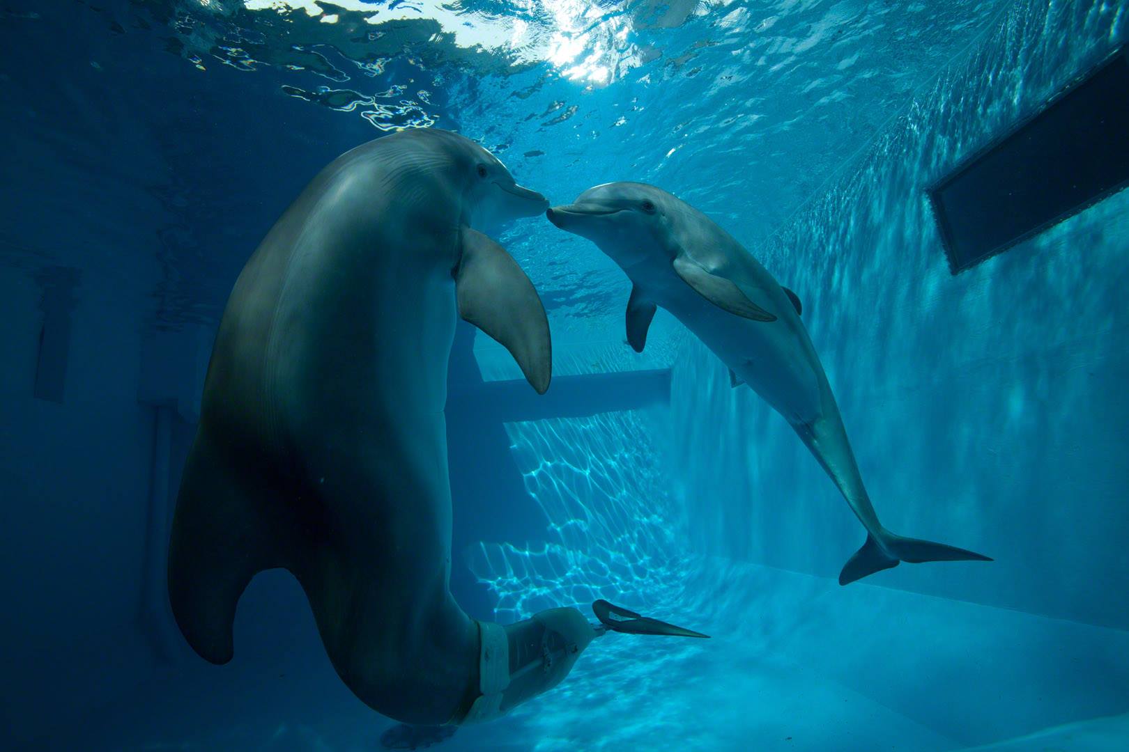 Фото - История дельфина 2: 1620x1080 / 124.5 Кб