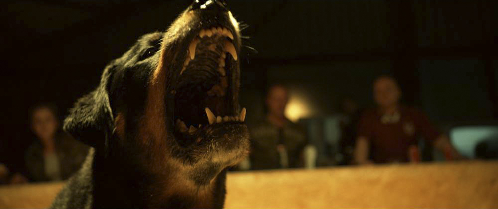 Фото - Белый Бог: 1000x420 / 184.73 Кб