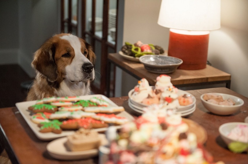 Фото - Любите Куперов: 850x565 / 101.39 Кб