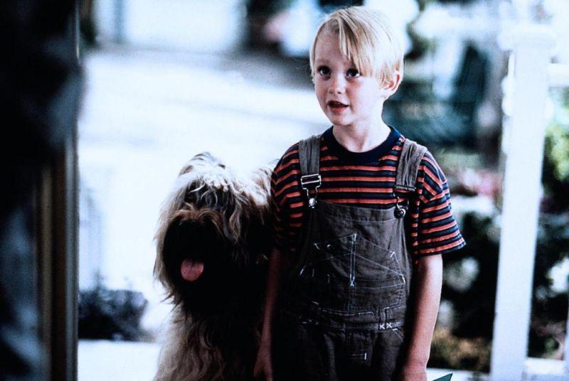 Фото - Деннис-мучитель: 800x536 / 55.21 Кб