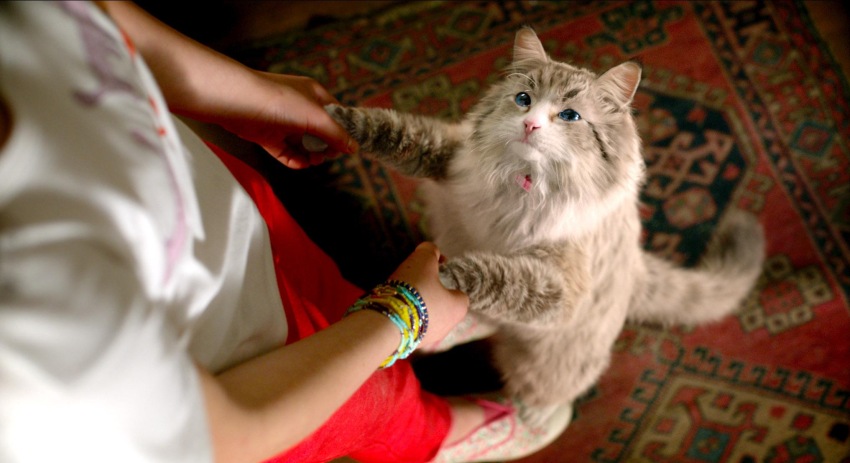 Фото - Девять жизней: 850x463 / 91.18 Кб