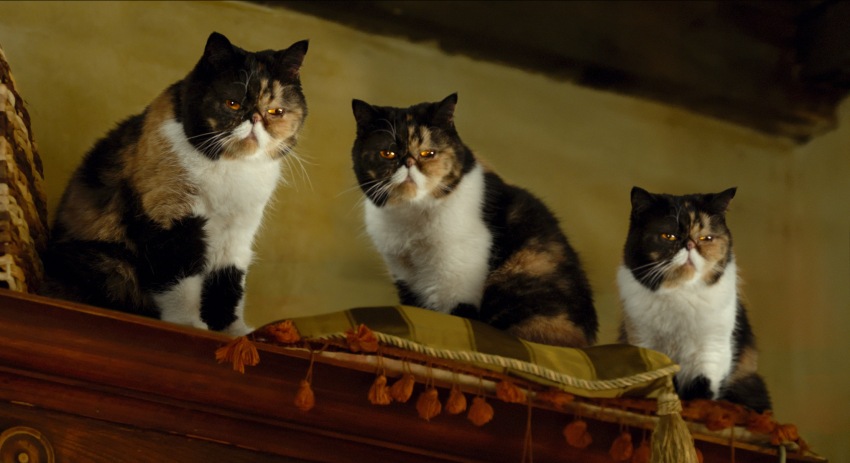 Фото - Девять жизней: 850x463 / 82.25 Кб