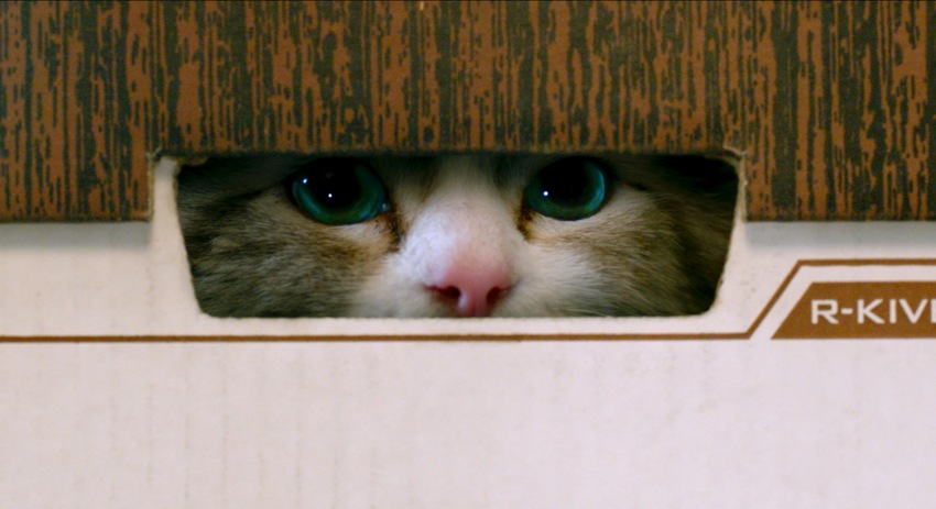 Фото - Девять жизней: 850x463 / 90.99 Кб