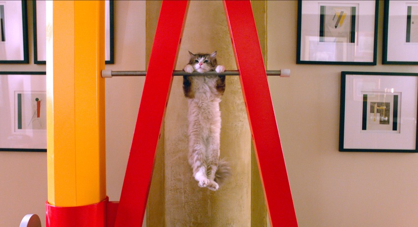 Фото - Девять жизней: 850x463 / 96.56 Кб