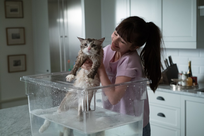 Фото - Девять жизней: 850x568 / 96.86 Кб