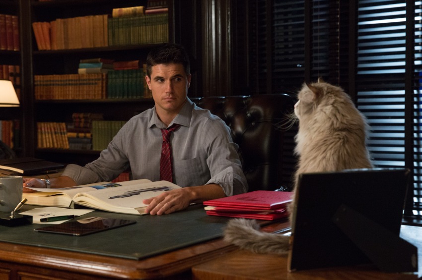 Фото - Девять жизней: 850x565 / 119.27 Кб