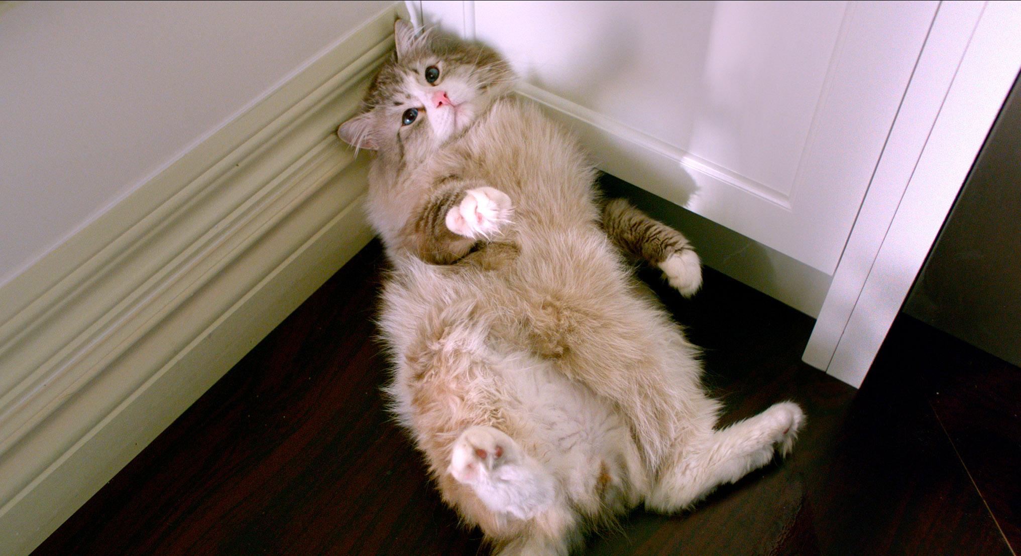 Фото - Девять жизней: 2033x1108 / 260.5 Кб