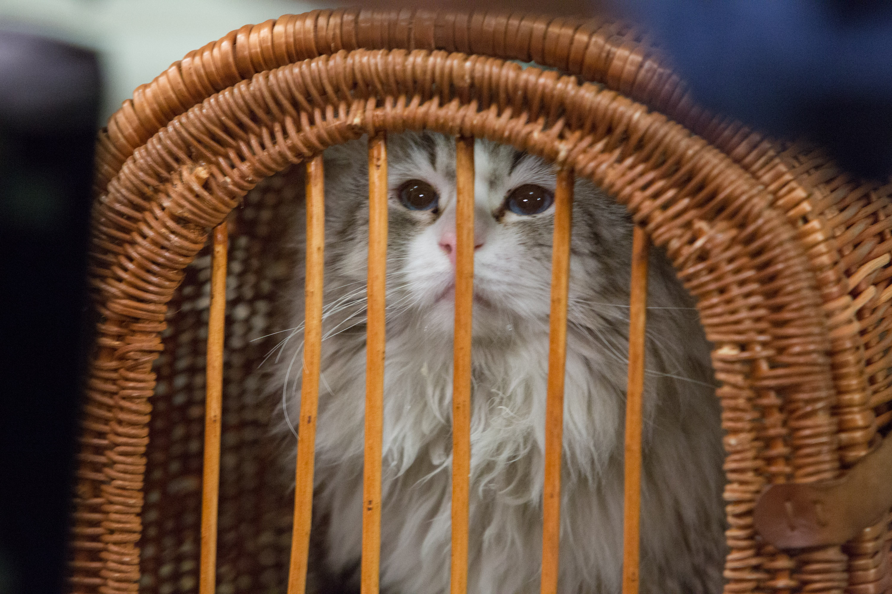 Фото - Девять жизней: 3000x2000 / 1270.35 Кб