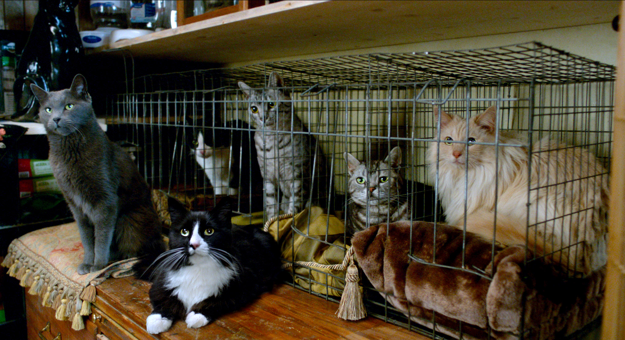 Фото - Девять жизней: 2033x1108 / 666.21 Кб