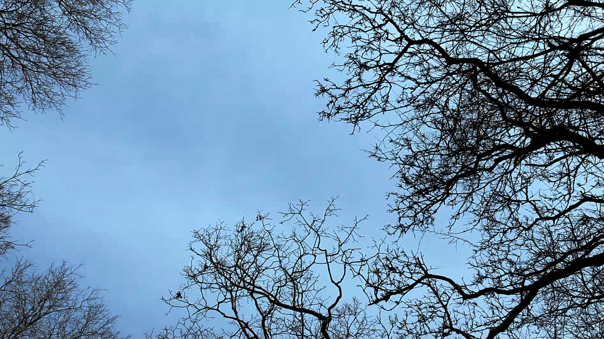 Фото - Собачье сердце: 1920x1080 / 1338.1 Кб