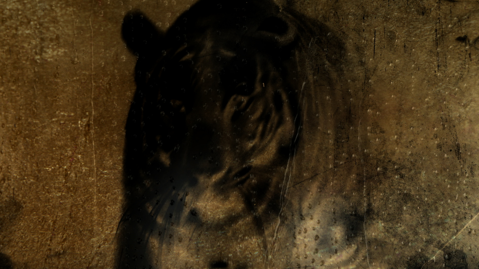 Фото - Собачье сердце: 1920x1080 / 1260.25 Кб