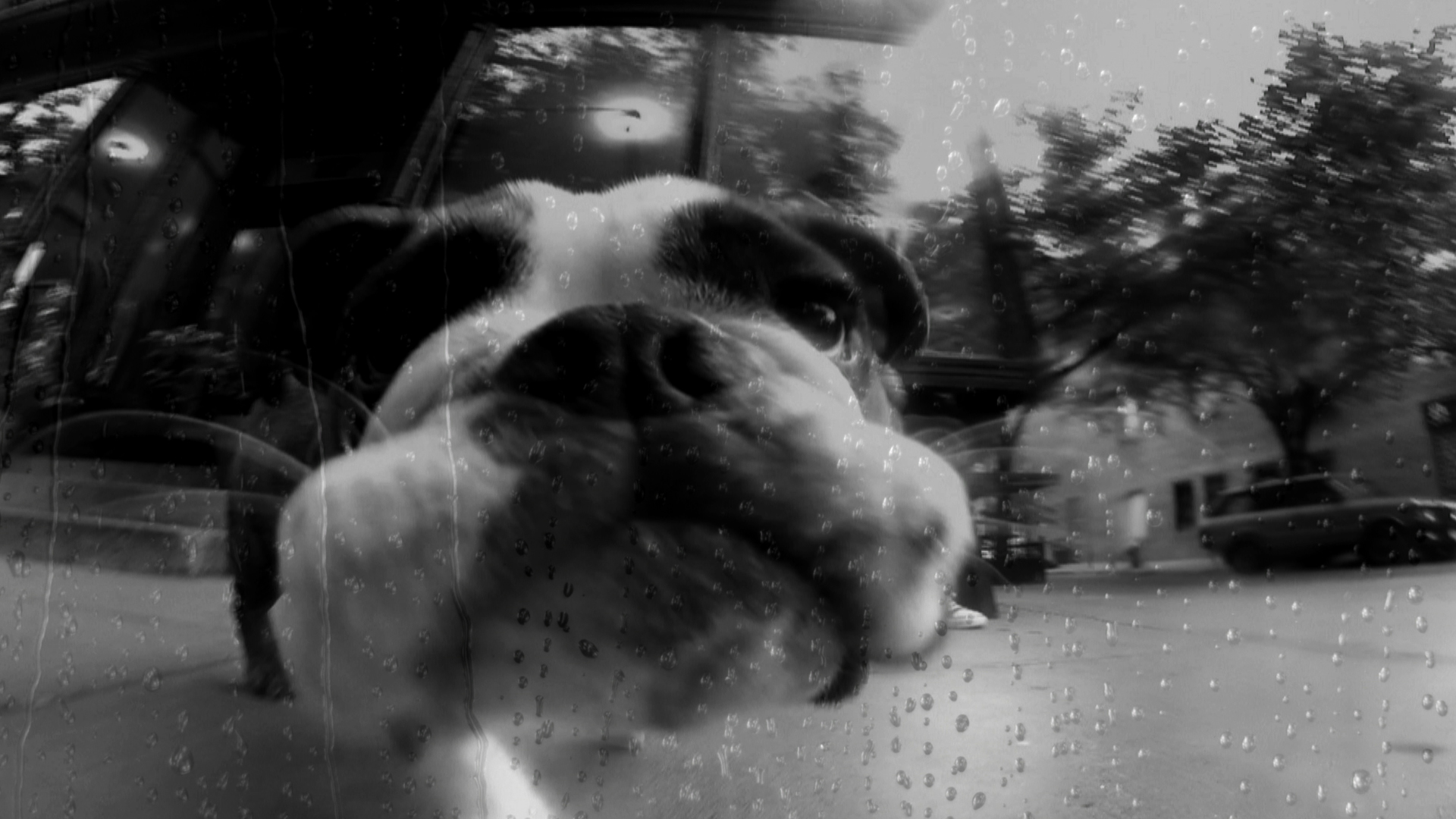 Фото - Собачье сердце: 1920x1080 / 714.15 Кб