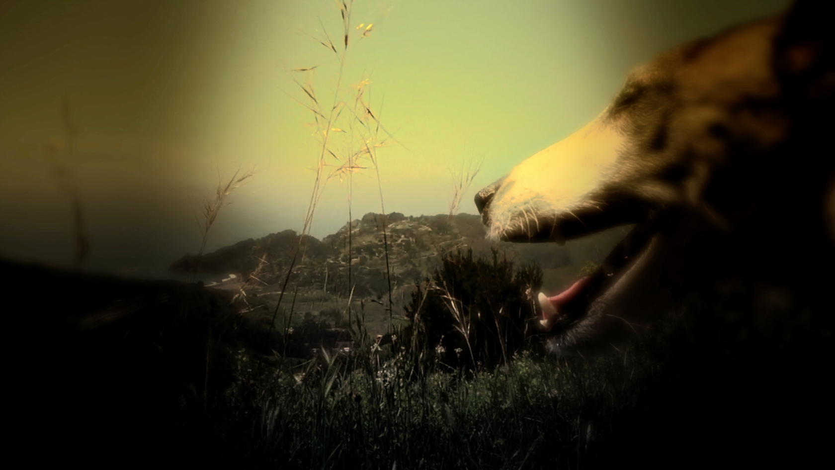 Фото - Собачье сердце: 1680x945 / 717.6 Кб