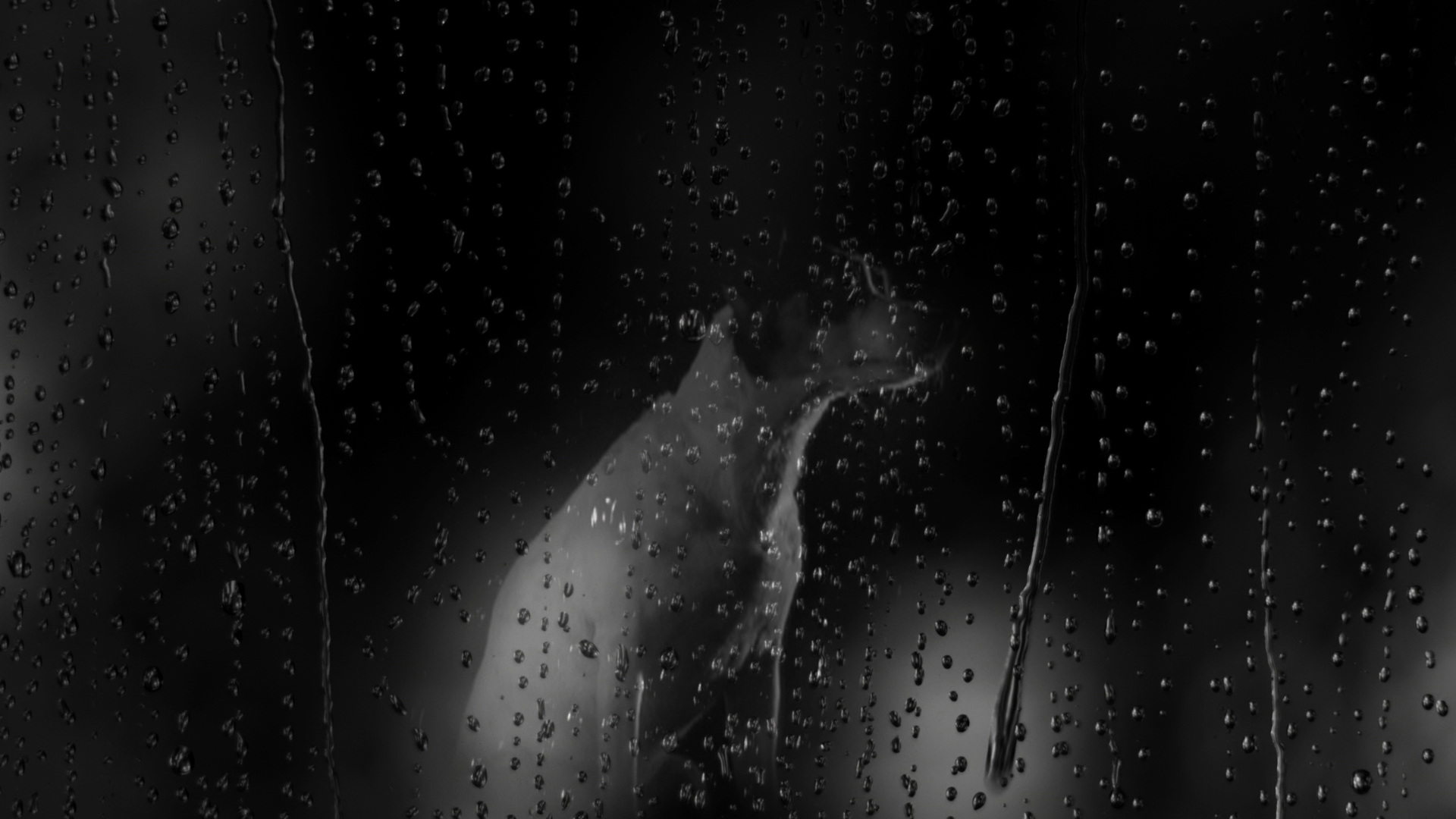 Фото - Собачье сердце: 1920x1080 / 640.71 Кб