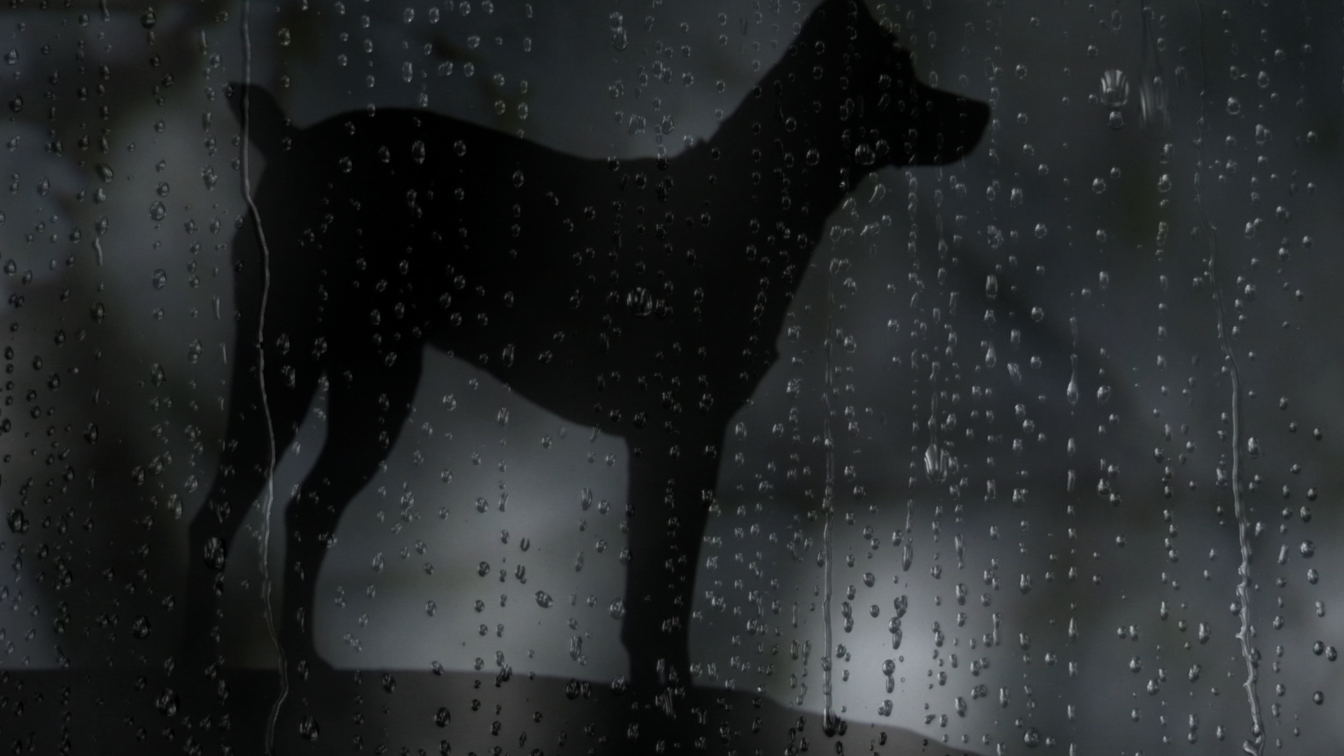 Фото - Собачье сердце: 1920x1080 / 772.07 Кб