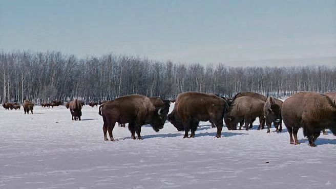 Фото - Искатели: 656x368 / 53.55 Кб