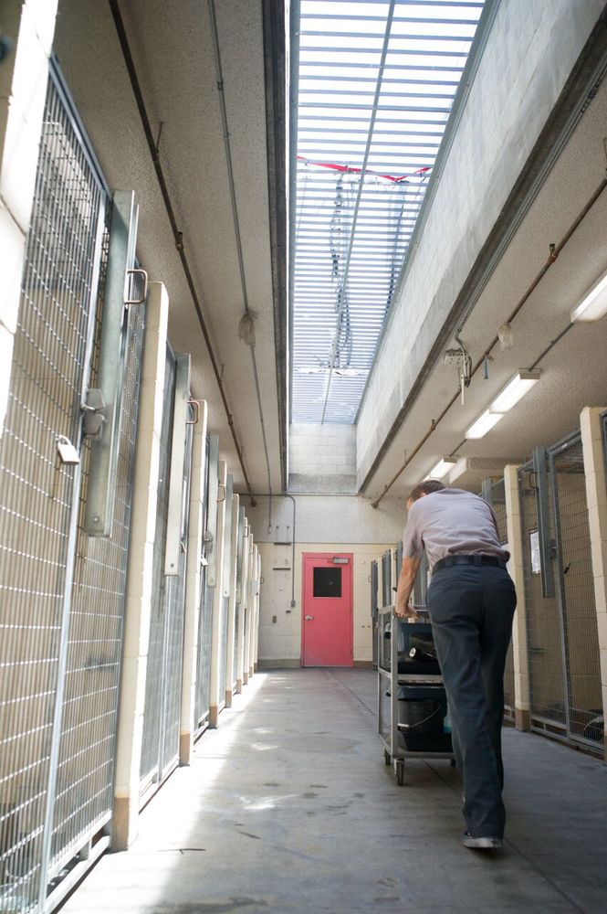 Фото - Питомец: 665x1000 / 115.85 Кб