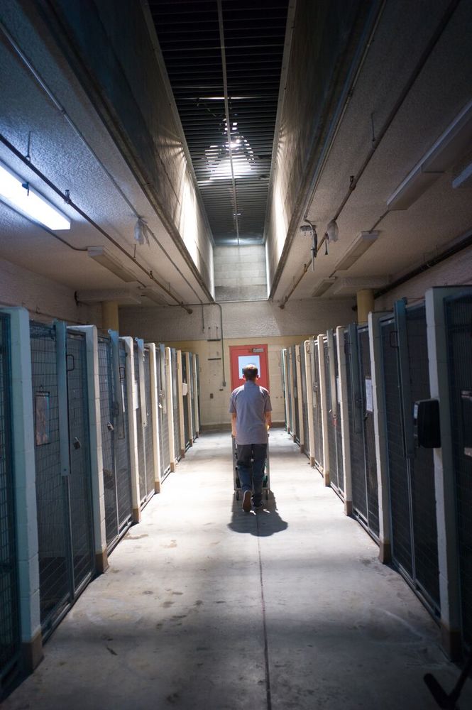 Фото - Питомец: 665x1000 / 93.86 Кб