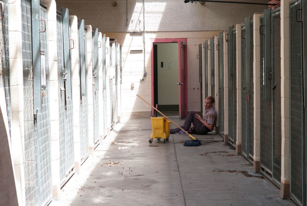 Фото - Питомец: 1000x672 / 105.4 Кб