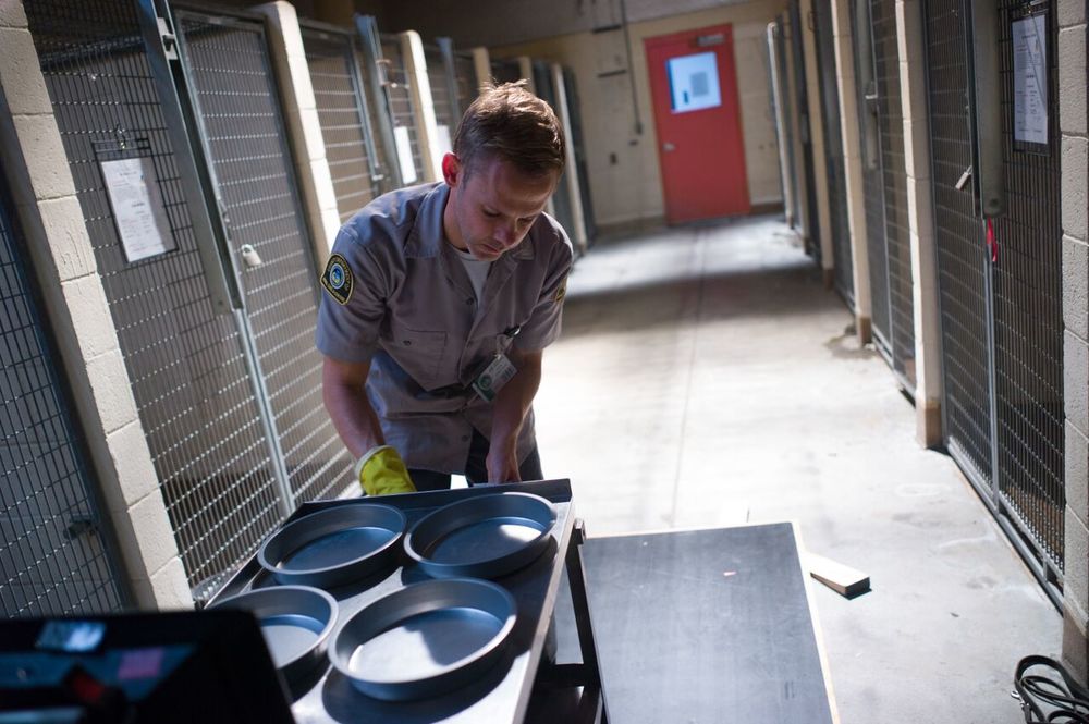 Фото - Питомец: 1000x665 / 103.53 Кб