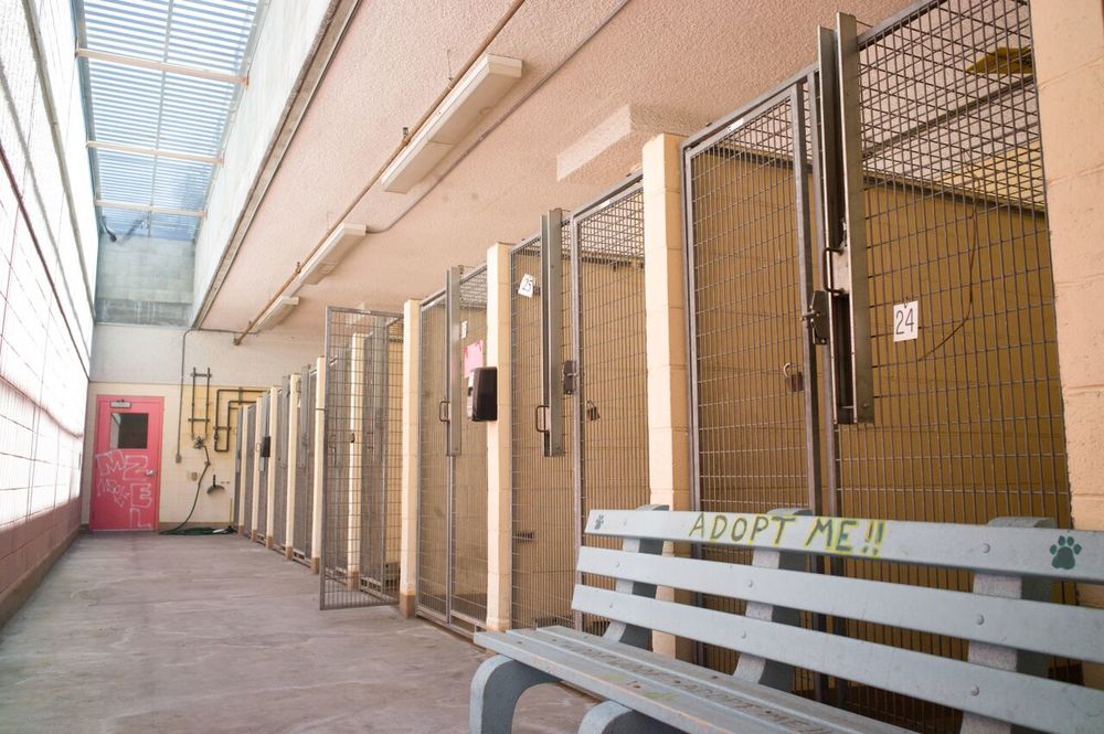 Фото - Питомец: 1000x665 / 128.81 Кб