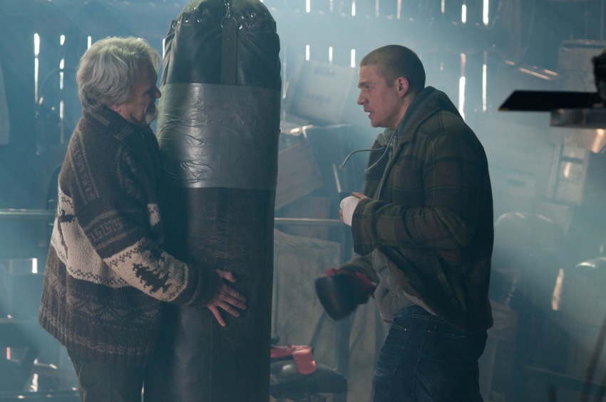 Фото - Черный дрозд: 850x565 / 99.21 Кб