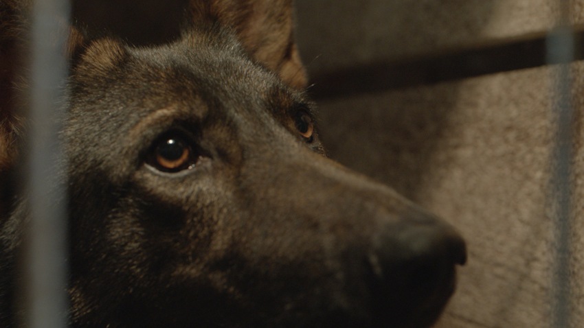 Фото - Брут: 850x478 / 73.66 Кб