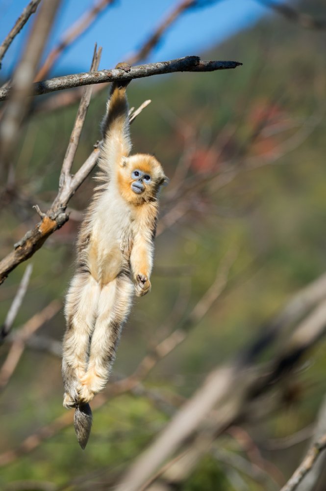 Фото - Рожденный в Китае: 665x1000 / 73.95 Кб