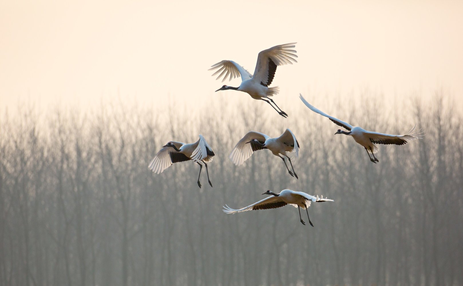 Фото - Рожденный в Китае: 1618x1000 / 122.65 Кб