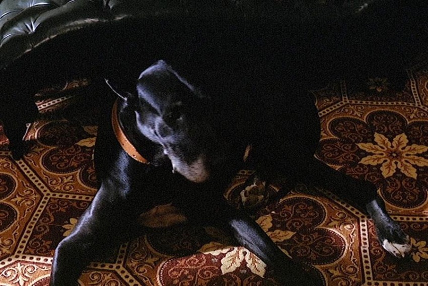 Фото - Леопард: 850x567 / 162.01 Кб