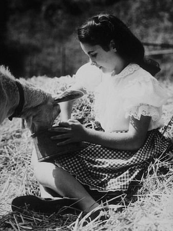 Фото - Элизабет Тейлор: 337x450 / 38 Кб