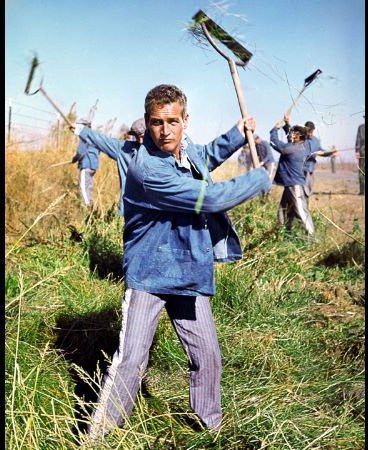 Фото - Пол Ньюман: 368x450 / 61 Кб