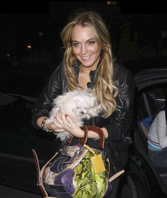 Фото - Линдси Лохан: 337x400 / 29 Кб