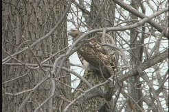 Фото - Кэтлин Фицджеральд: 246x164 / 18 Кб