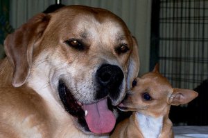 Фото - Митчел Муссо: 300x200 / 16 Кб