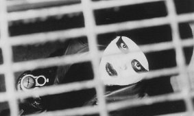 Фото - Лоренц Тейт: 283x169 / 11 Кб