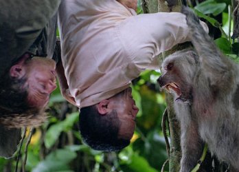 Фото - Шонн Уильям Скотт: 348x250 / 23 Кб