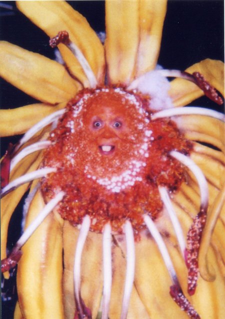 Фото - Dana Woods: 450x637 / 59 Кб