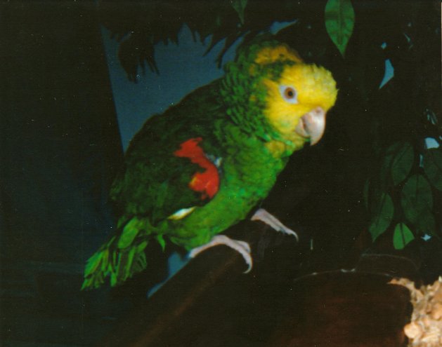 Фото - James Pusztay: 629x495 / 38 Кб