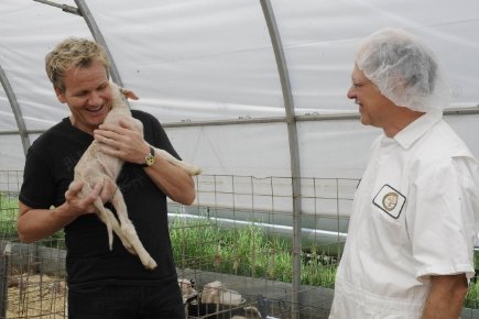 Фото - Гордон Рэмзи: 435x290 / 27 Кб