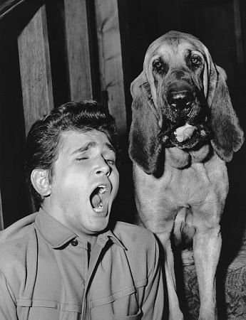 Фото - Майкл Лэндон: 345x450 / 35 Кб