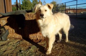 Фото - Кума: 291x188 / 18 Кб