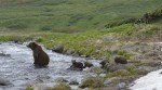 Фото Medvedi Kamchatki. Nachalo zhizni