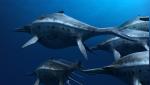 Фото Морские динозавры 3D: Путешествие в доисторический мир
