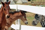 Фото Добровольцы поневоле