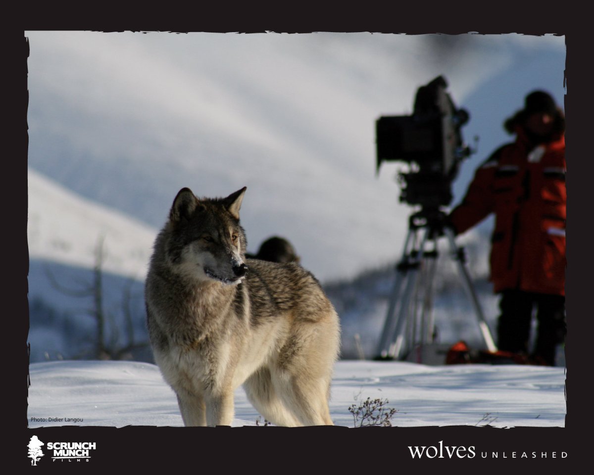 Фото - Wolves Unleashed: 1200x960 / 101 Кб