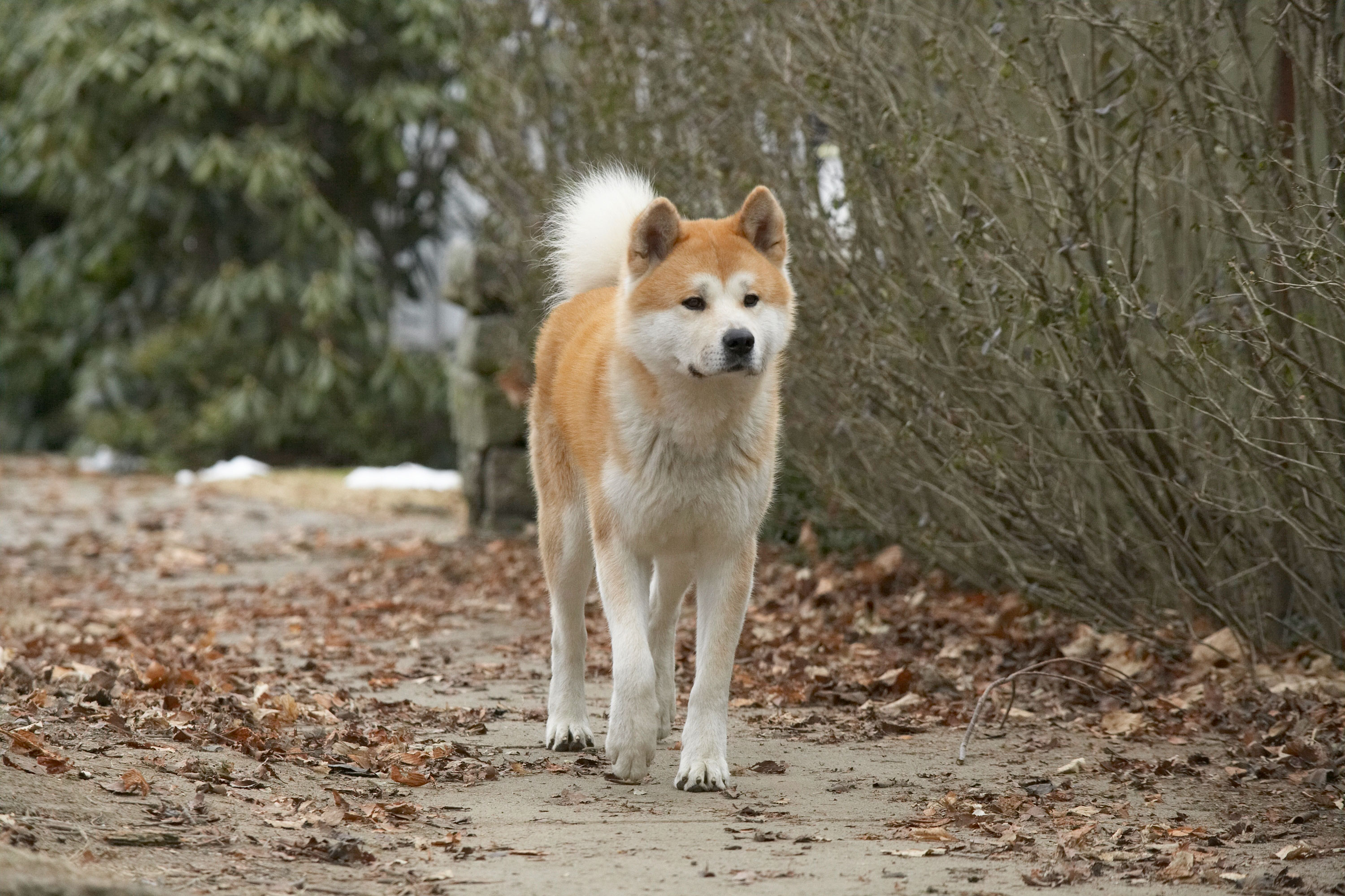 Порода самой преданной собаки. Акита-ину Хатико. Порода Хатико Акита-ину. Акита ину кобель. Хатико самый верный друг.